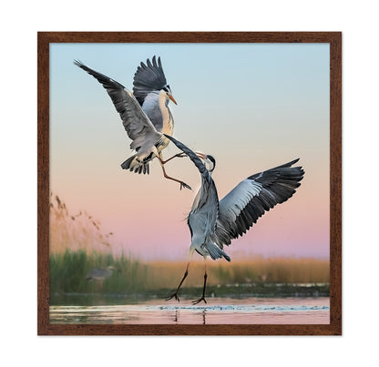 Two Great Blue Herons Fighting