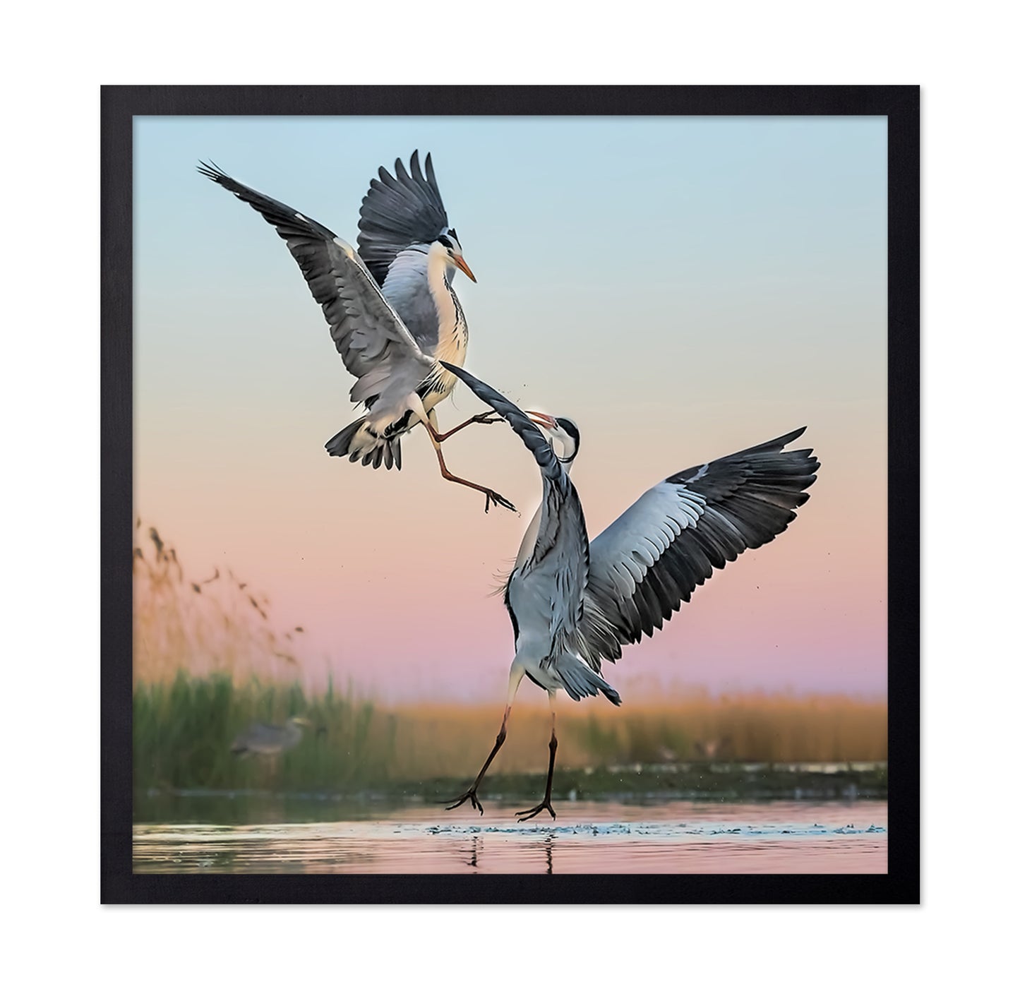 Two Great Blue Herons Fighting