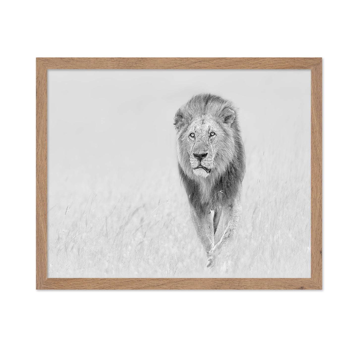 The King of The Prairie