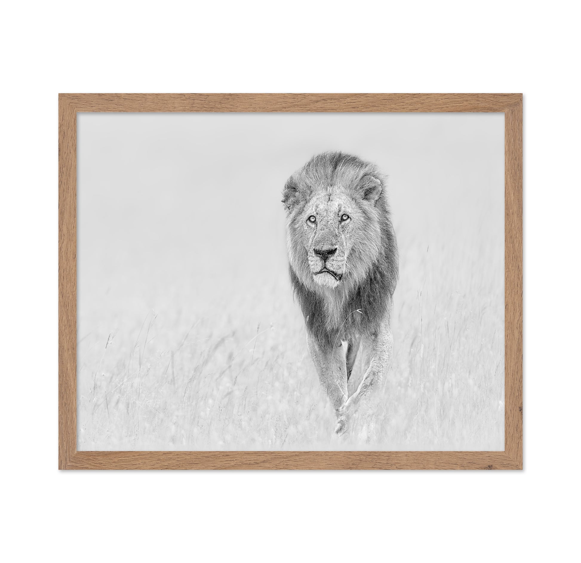 The King of The Prairie