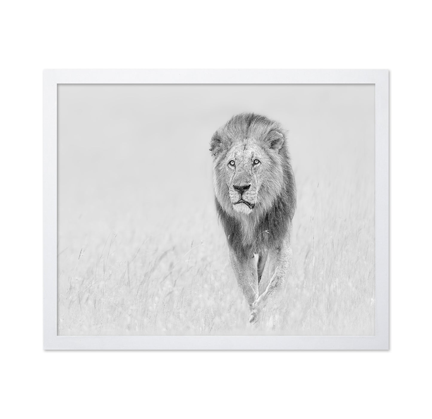 The King of The Prairie