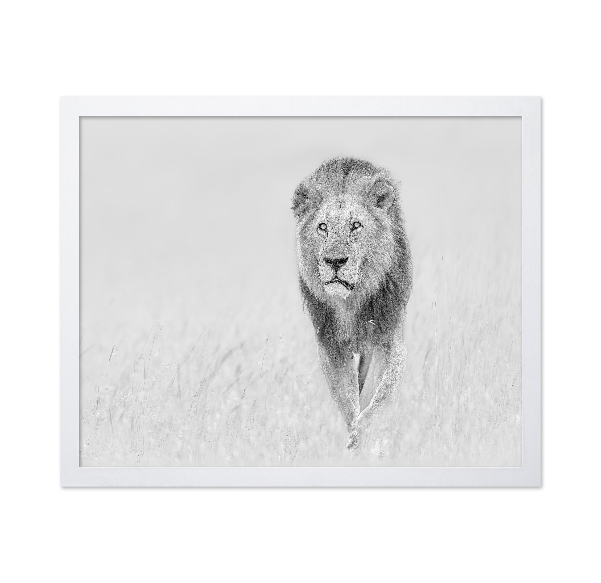 The King of The Prairie