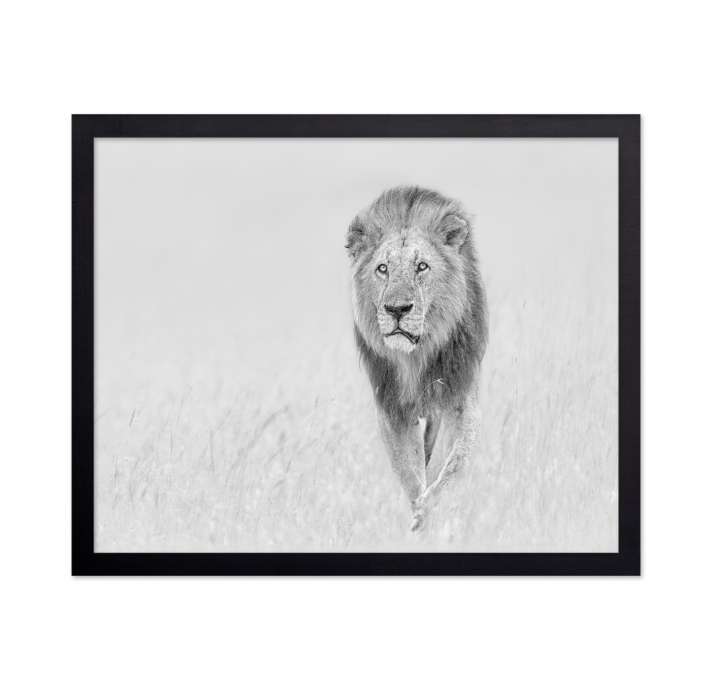 The King of The Prairie