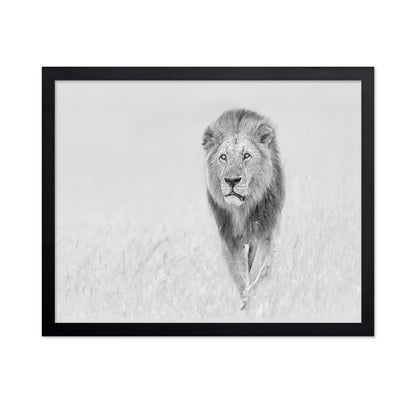 The King of The Prairie