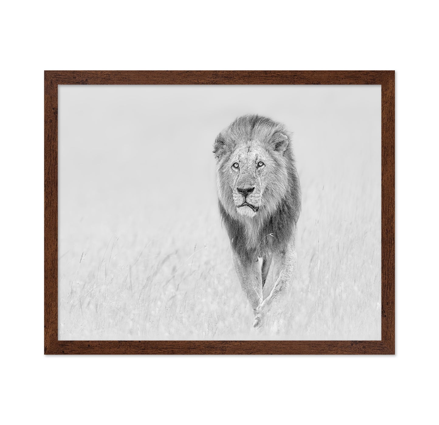 The King of The Prairie