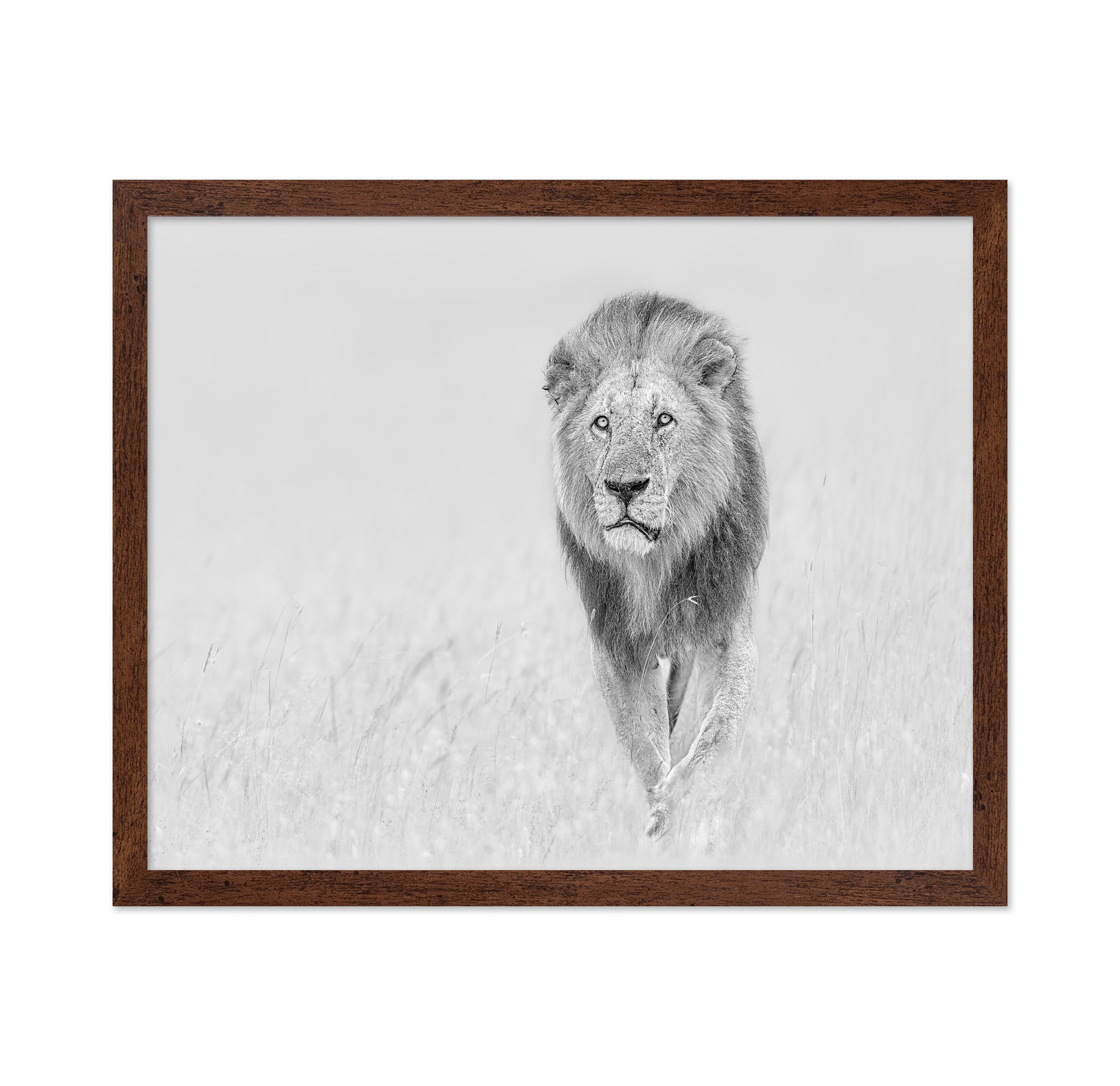 The King of The Prairie