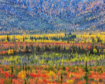 Fall Color in The Mountain