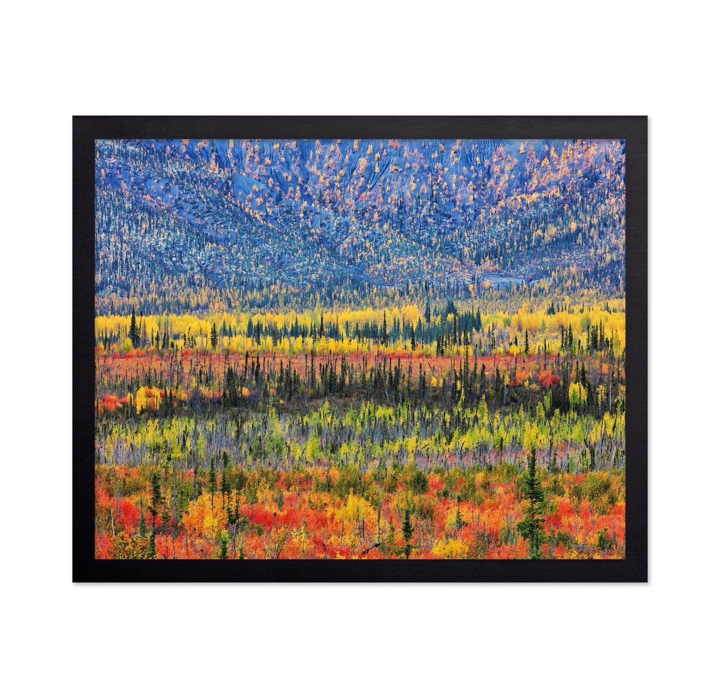 Fall Color in The Mountain