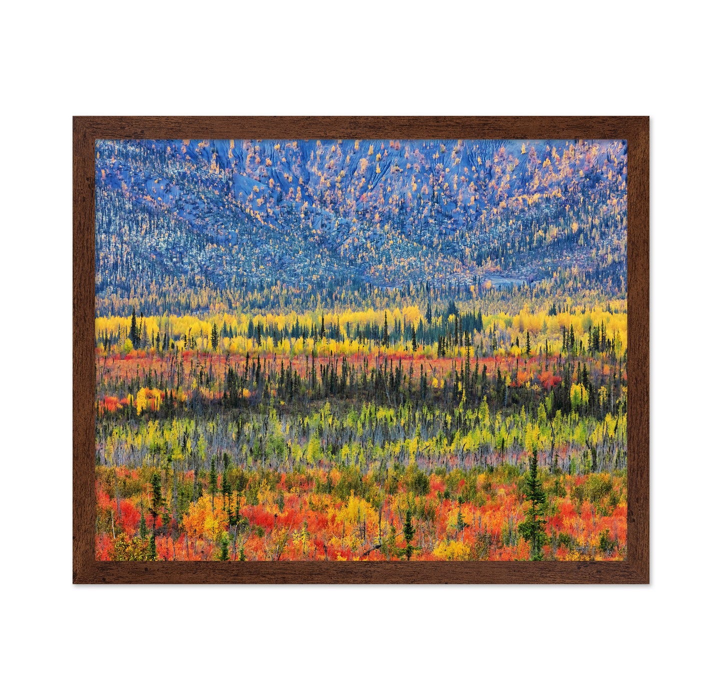 Fall Color in The Mountain