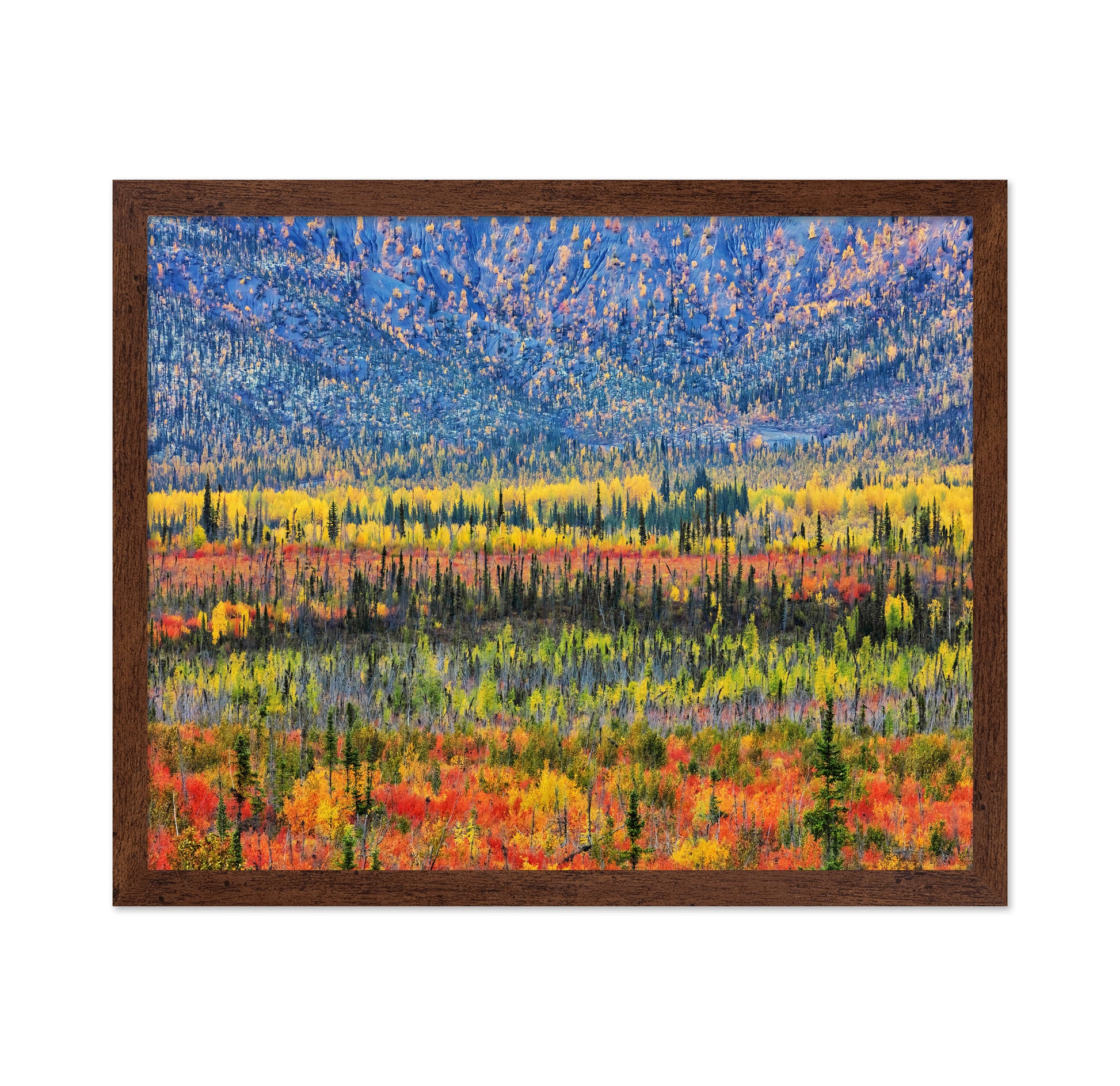 Fall Color in The Mountain