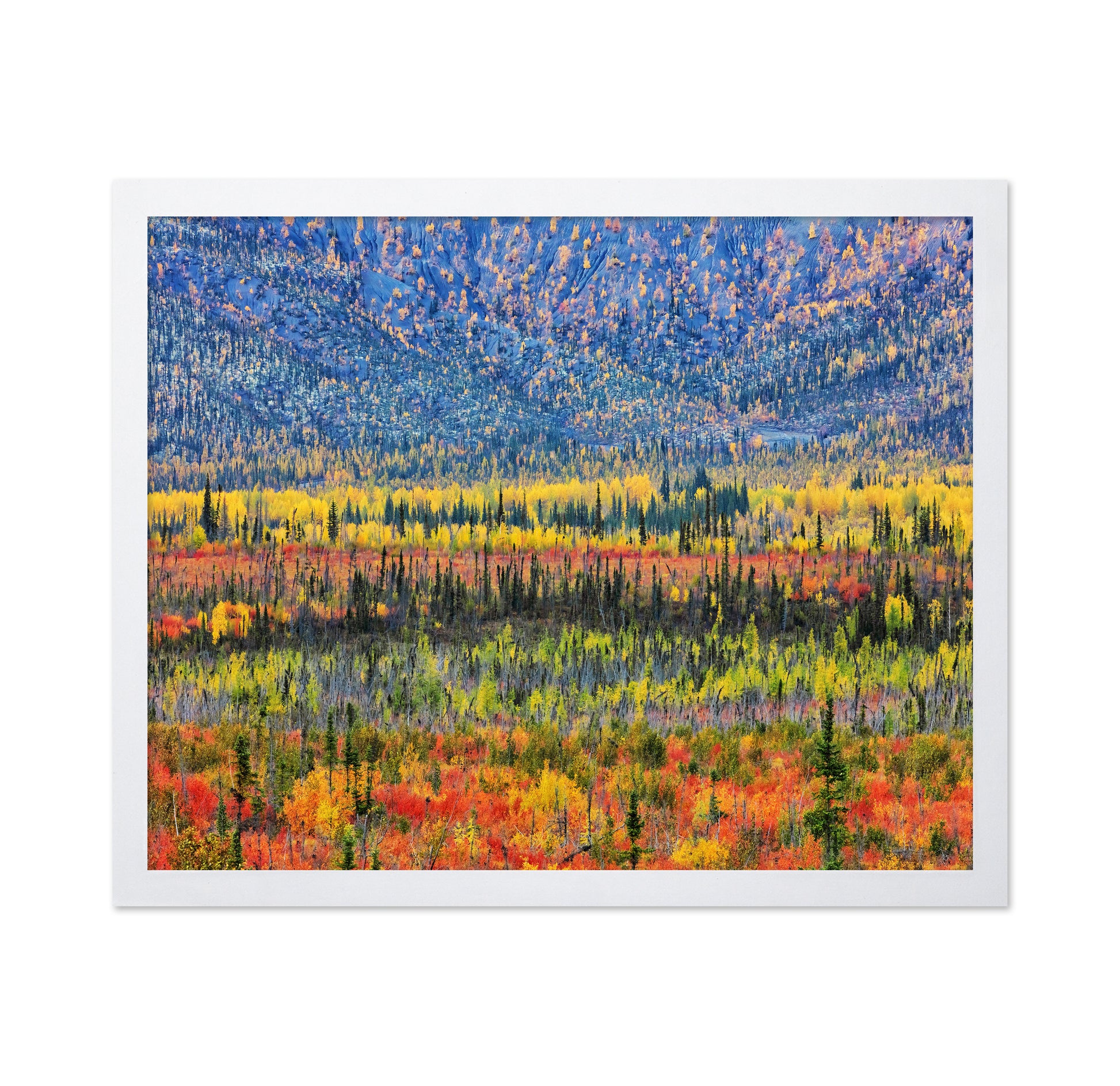Fall Color in The Mountain