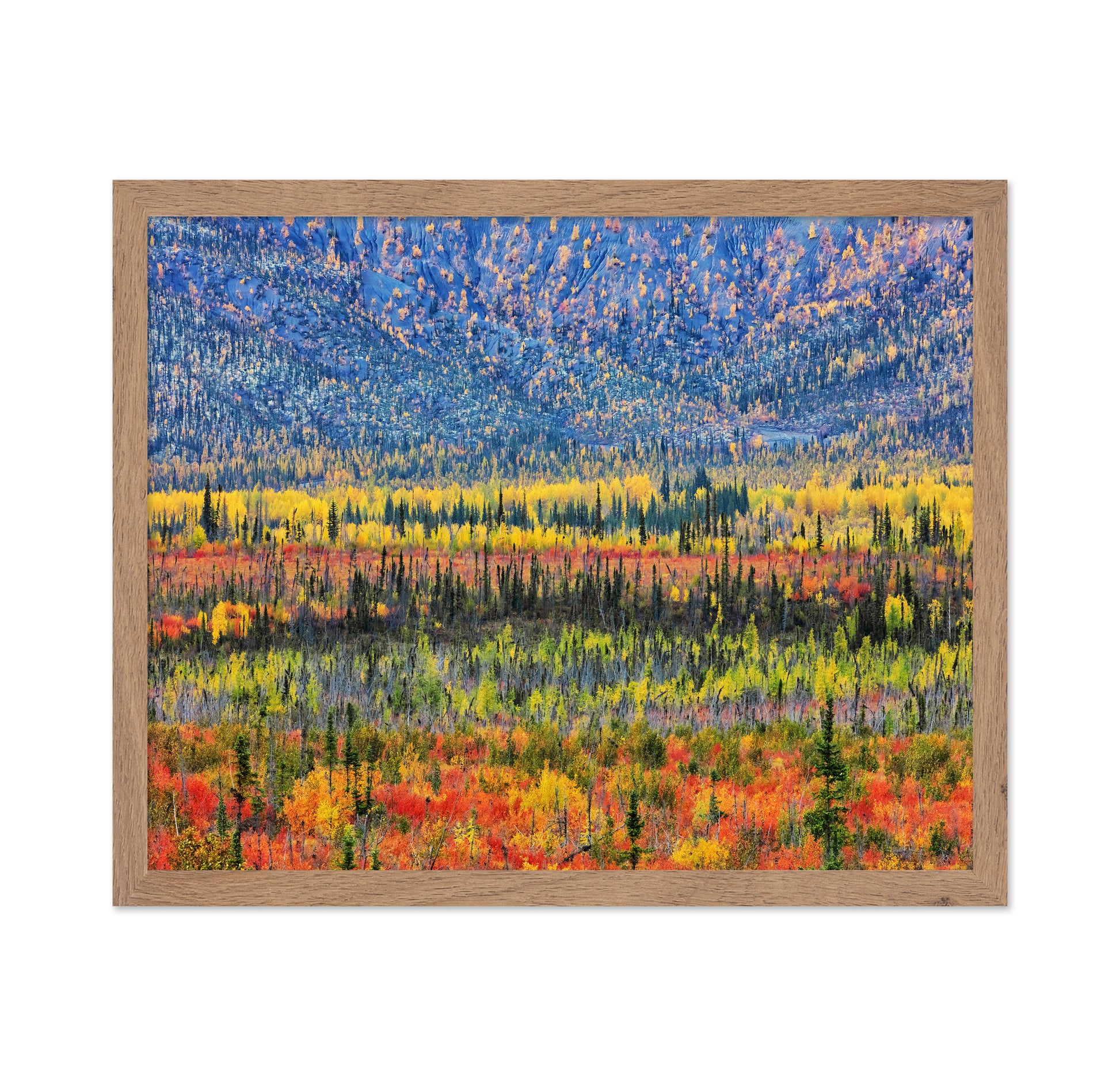 Fall Color in The Mountain
