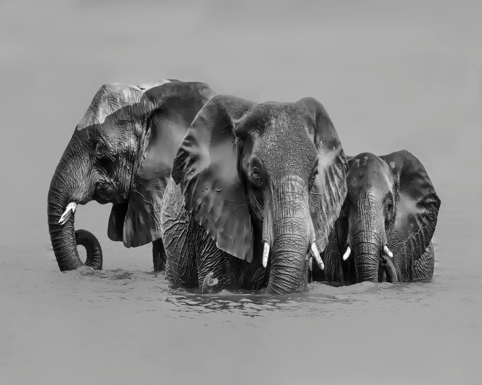 Elephant Crossing The River