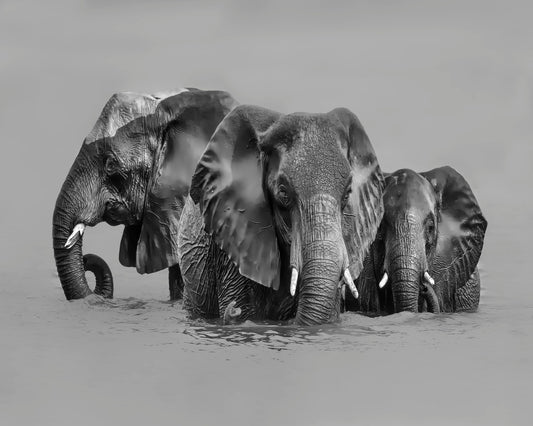 Elephant Crossing The River