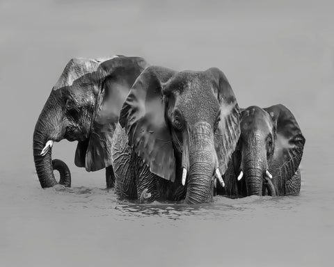 Elephant Crossing The River