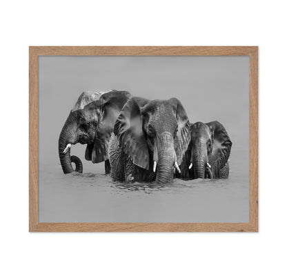 Elephant Crossing The River