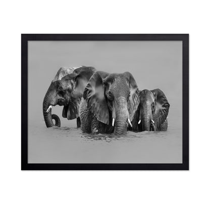 Elephant Crossing The River