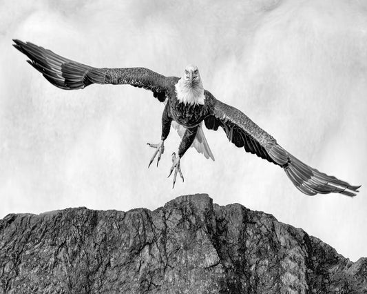 Bald Eagle In Flight