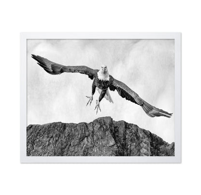 Bald Eagle In Flight