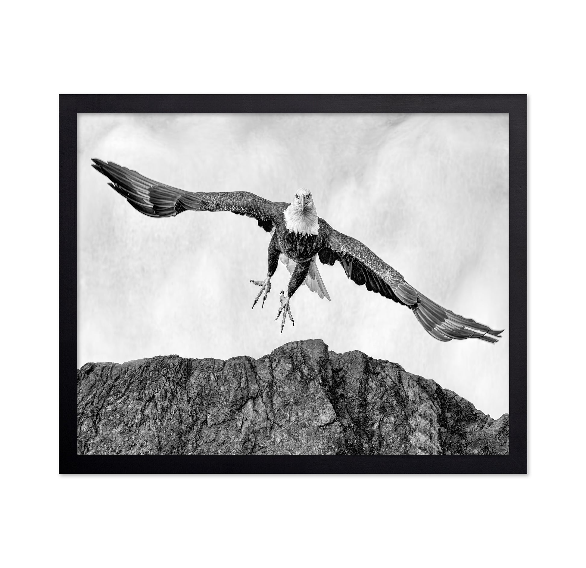 Bald Eagle In Flight