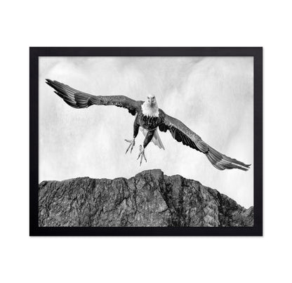 Bald Eagle In Flight