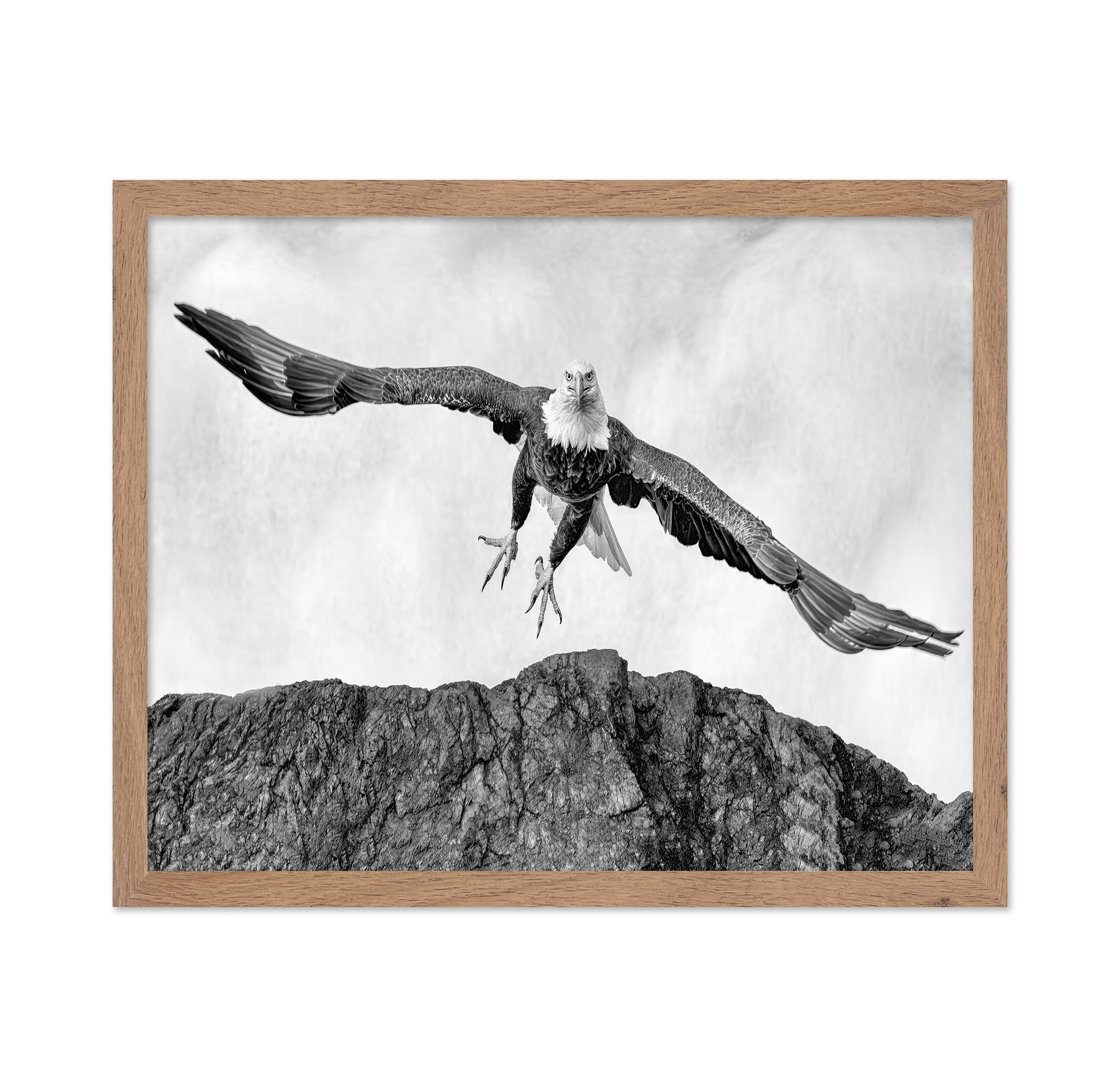 Bald Eagle In Flight
