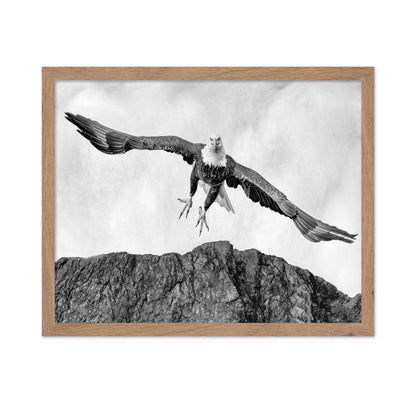 Bald Eagle In Flight