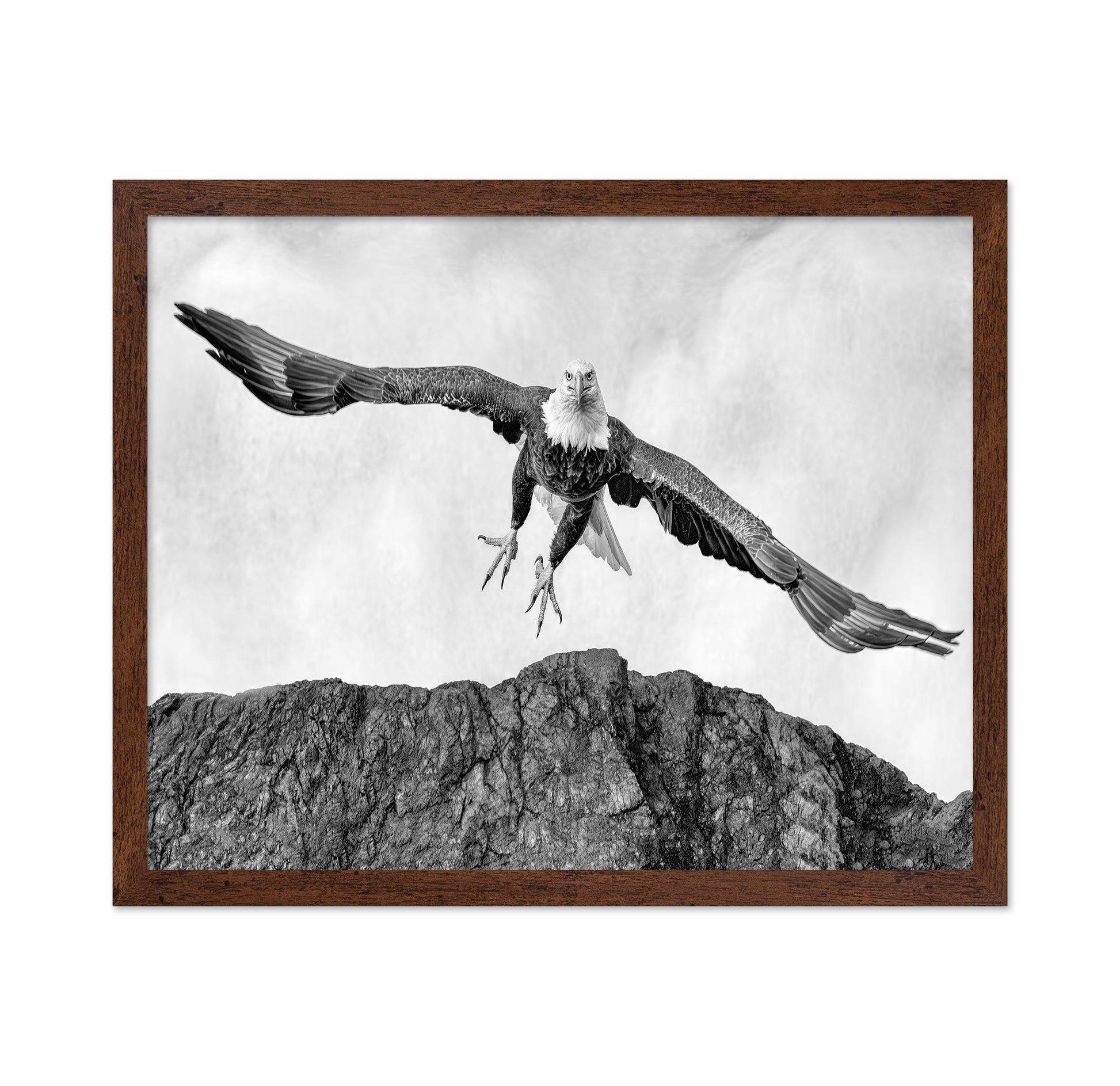 Bald Eagle In Flight