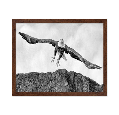 Bald Eagle In Flight
