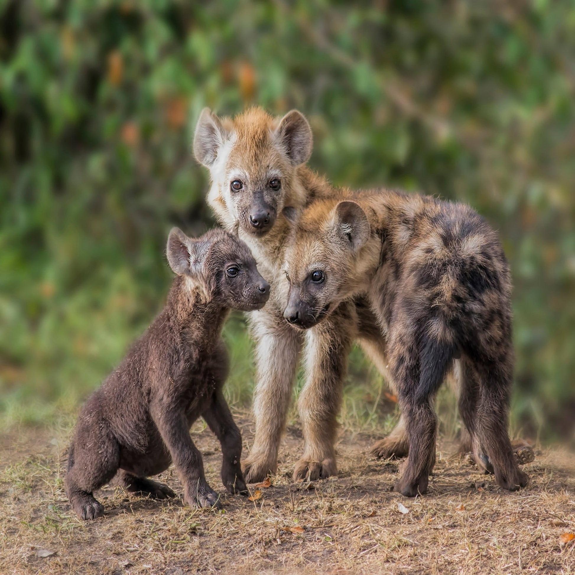 Baby Hyena