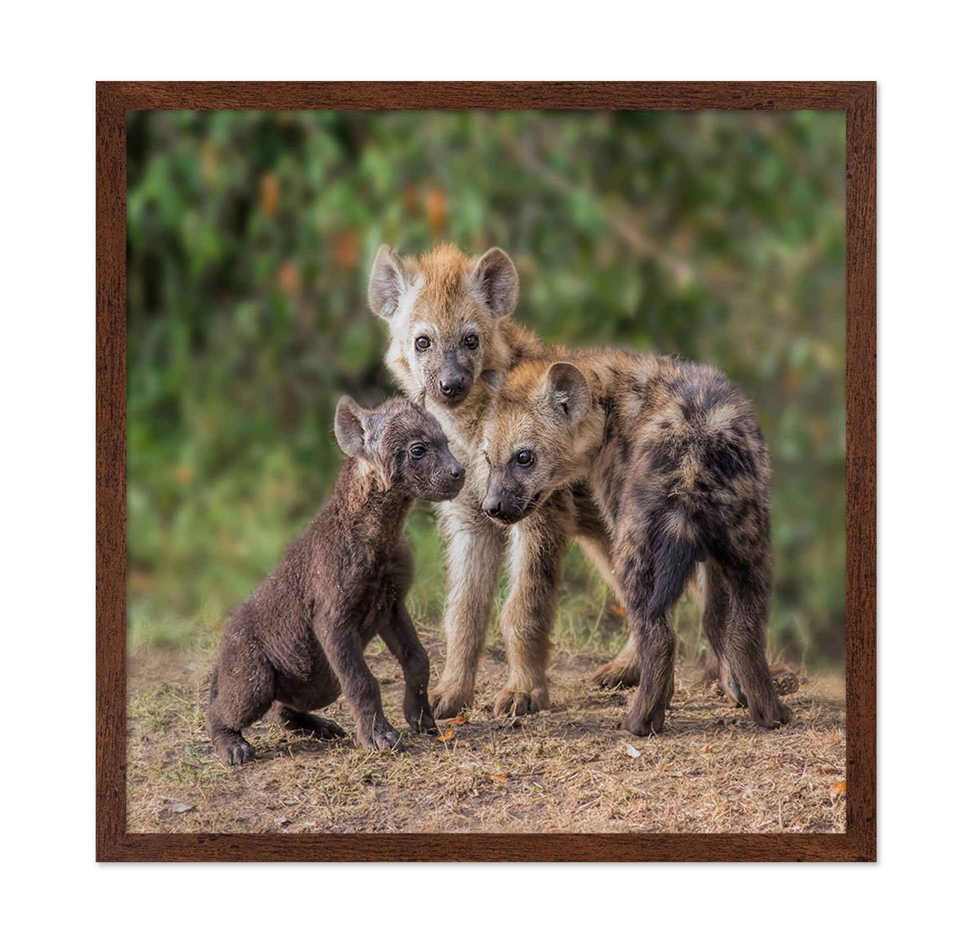 Baby Hyena
