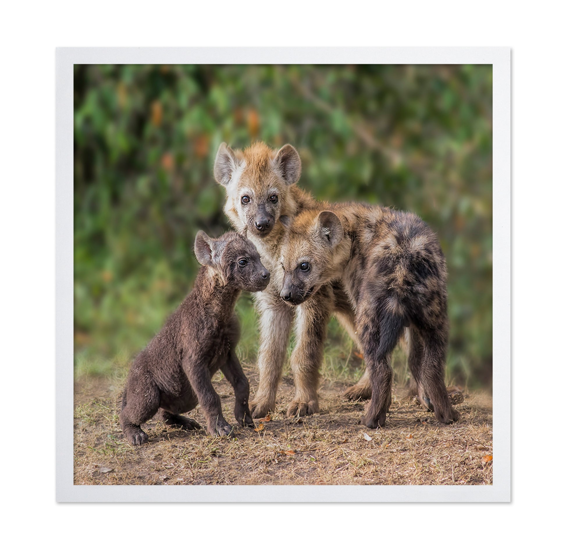 Baby Hyena