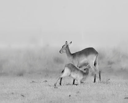 Feeding