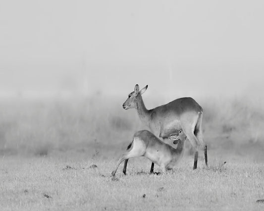 Feeding