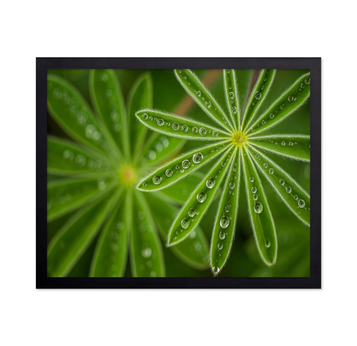 Pearly Lupine