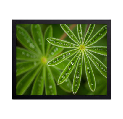 Pearly Lupine