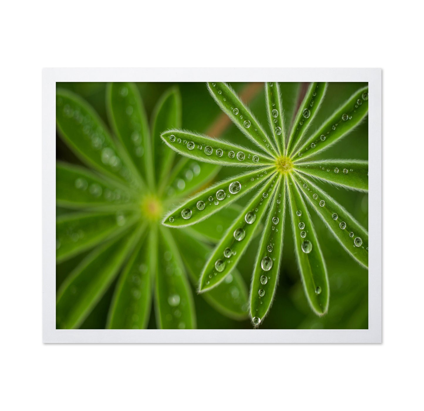 Pearly Lupine