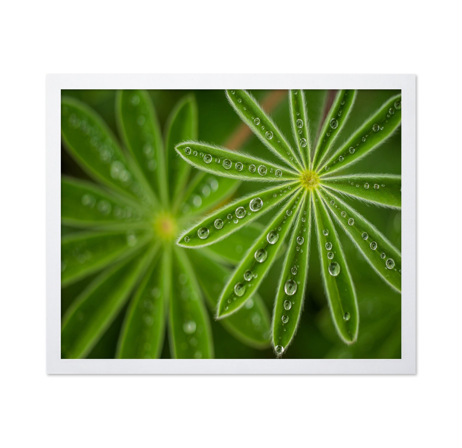Pearly Lupine