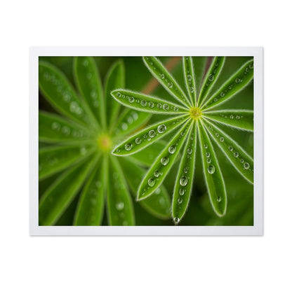 Pearly Lupine