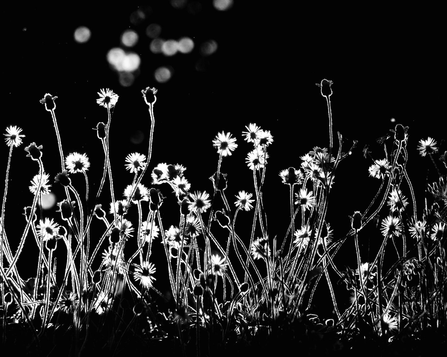 The Little Flowers
