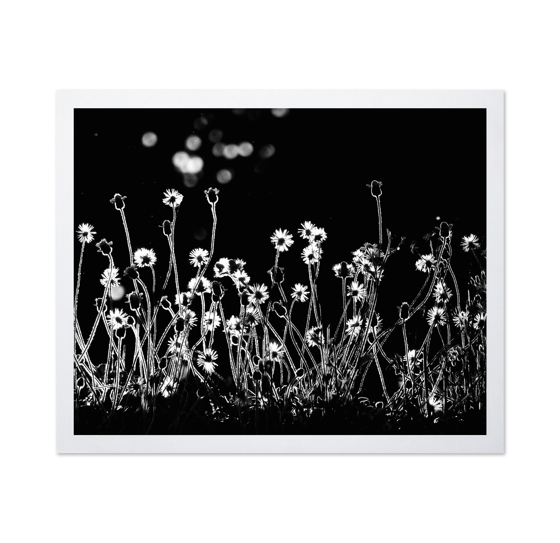 The Little Flowers