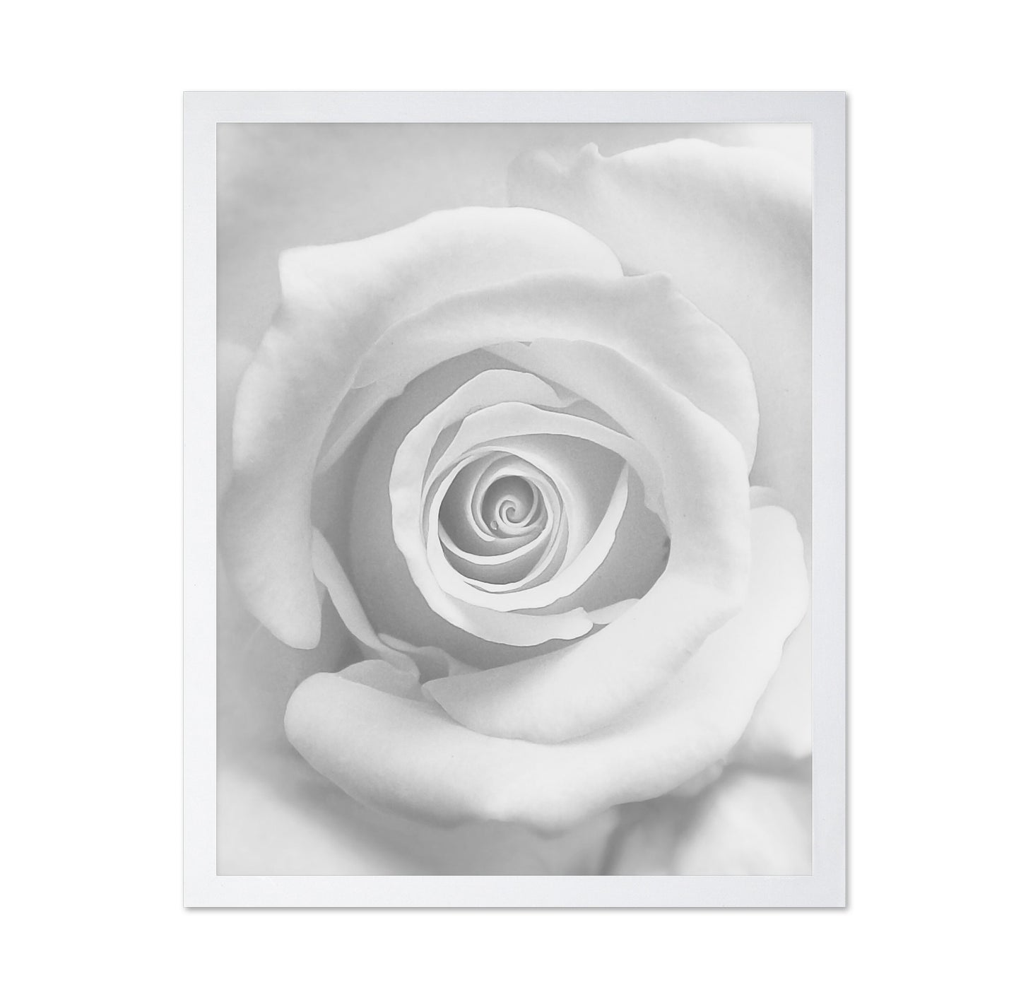 The Rose