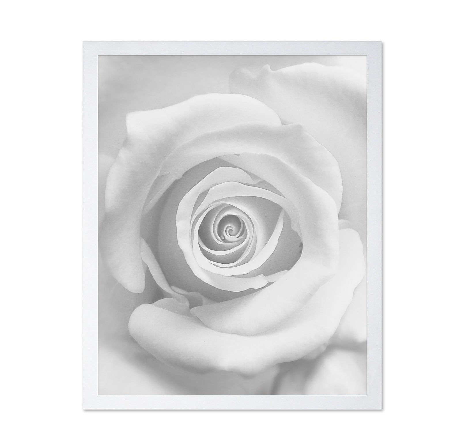 The Rose