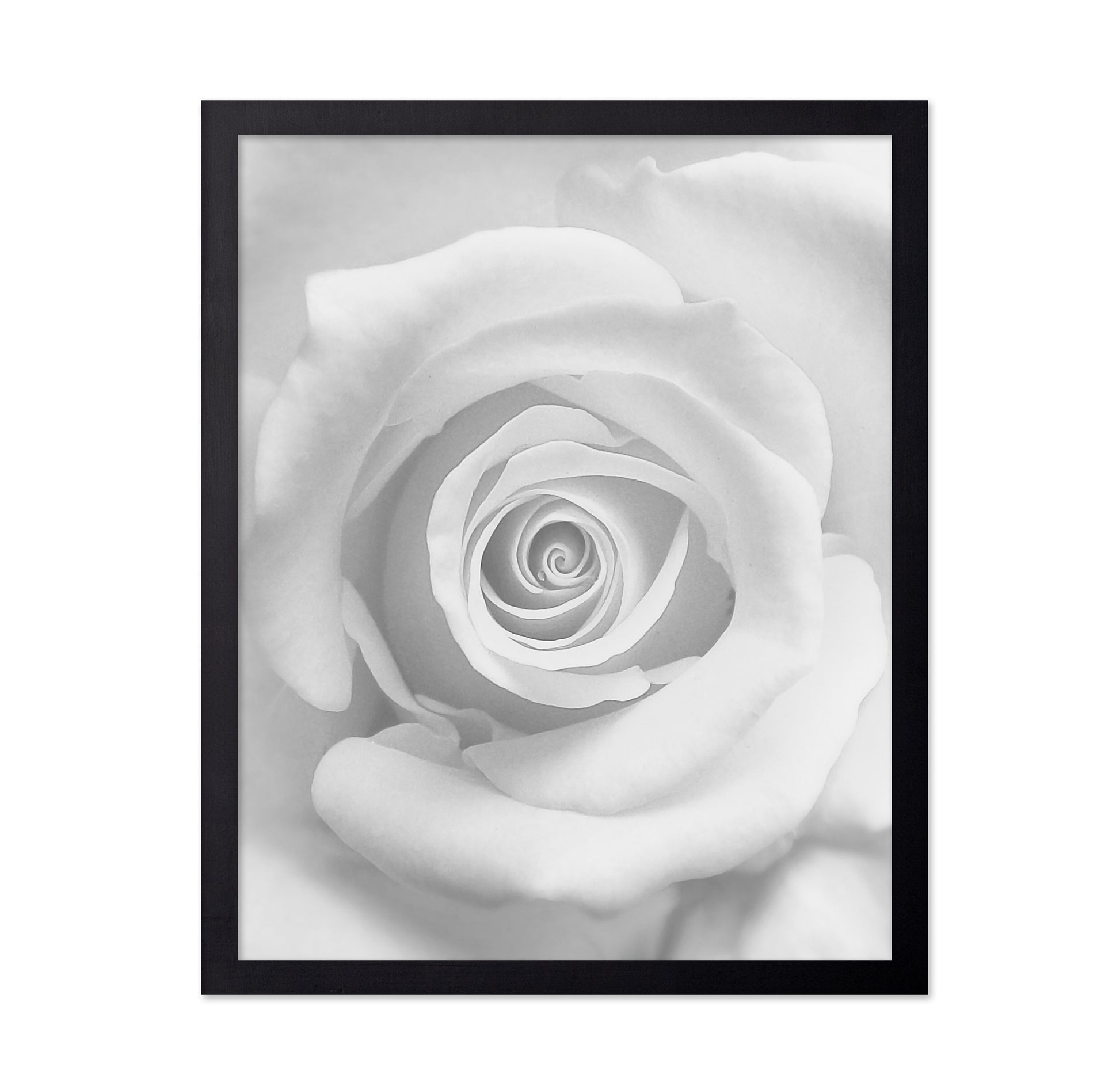 The Rose