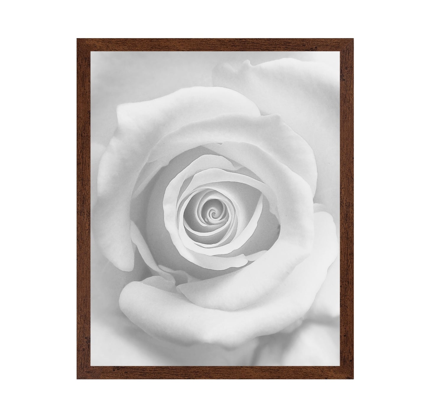 The Rose