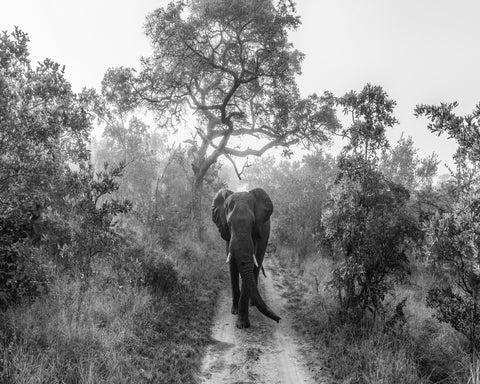 Walking Giant
