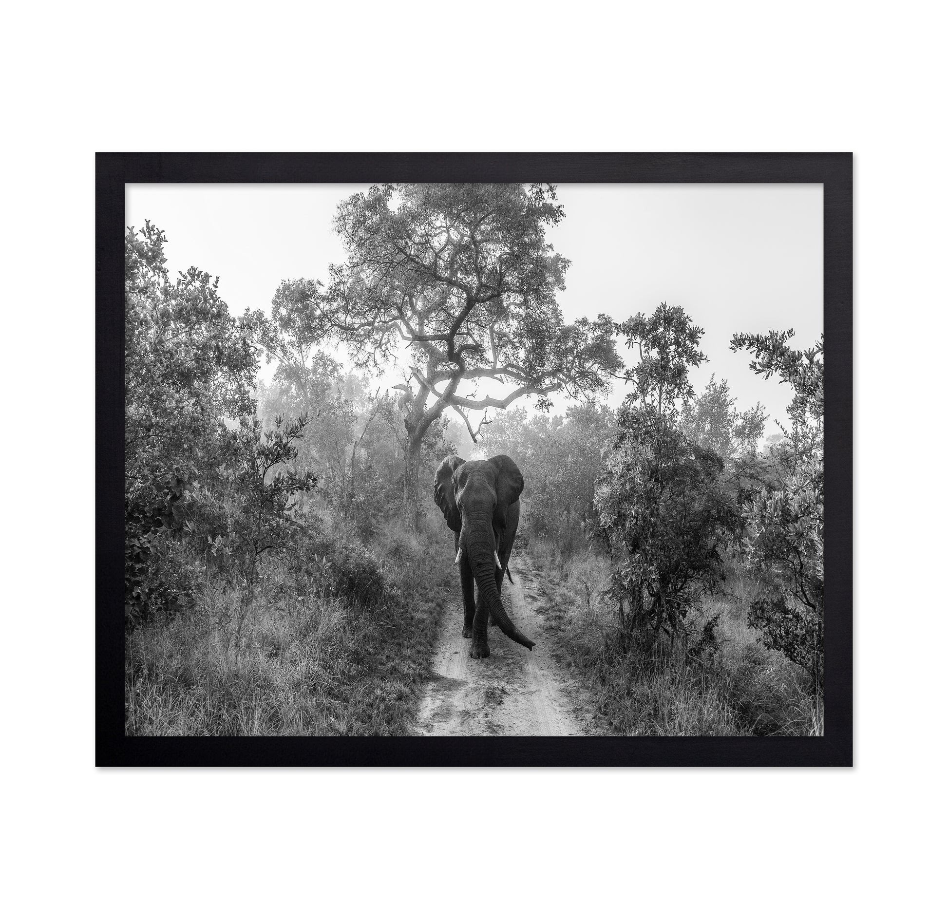 Walking Giant