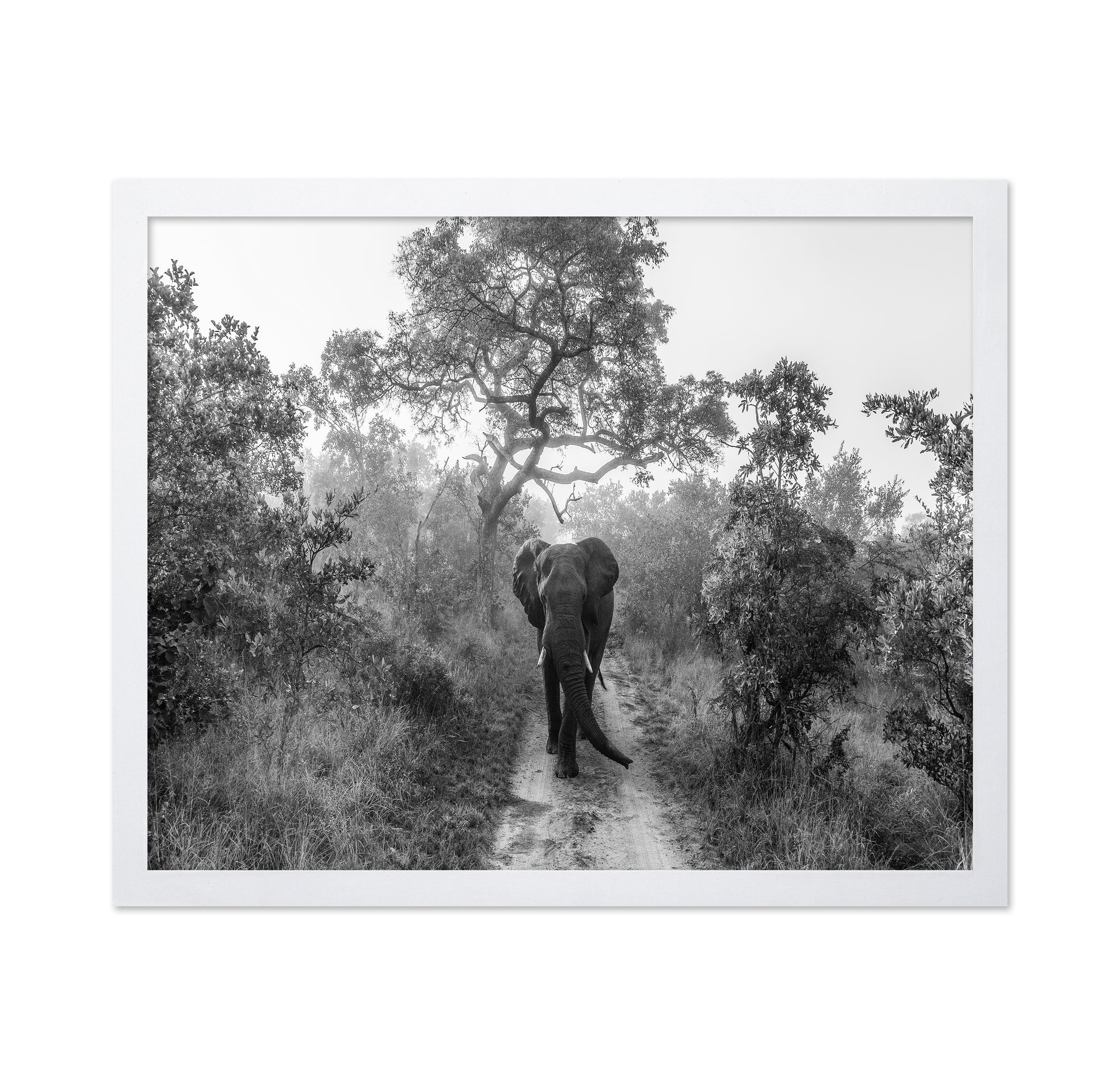 Walking Giant
