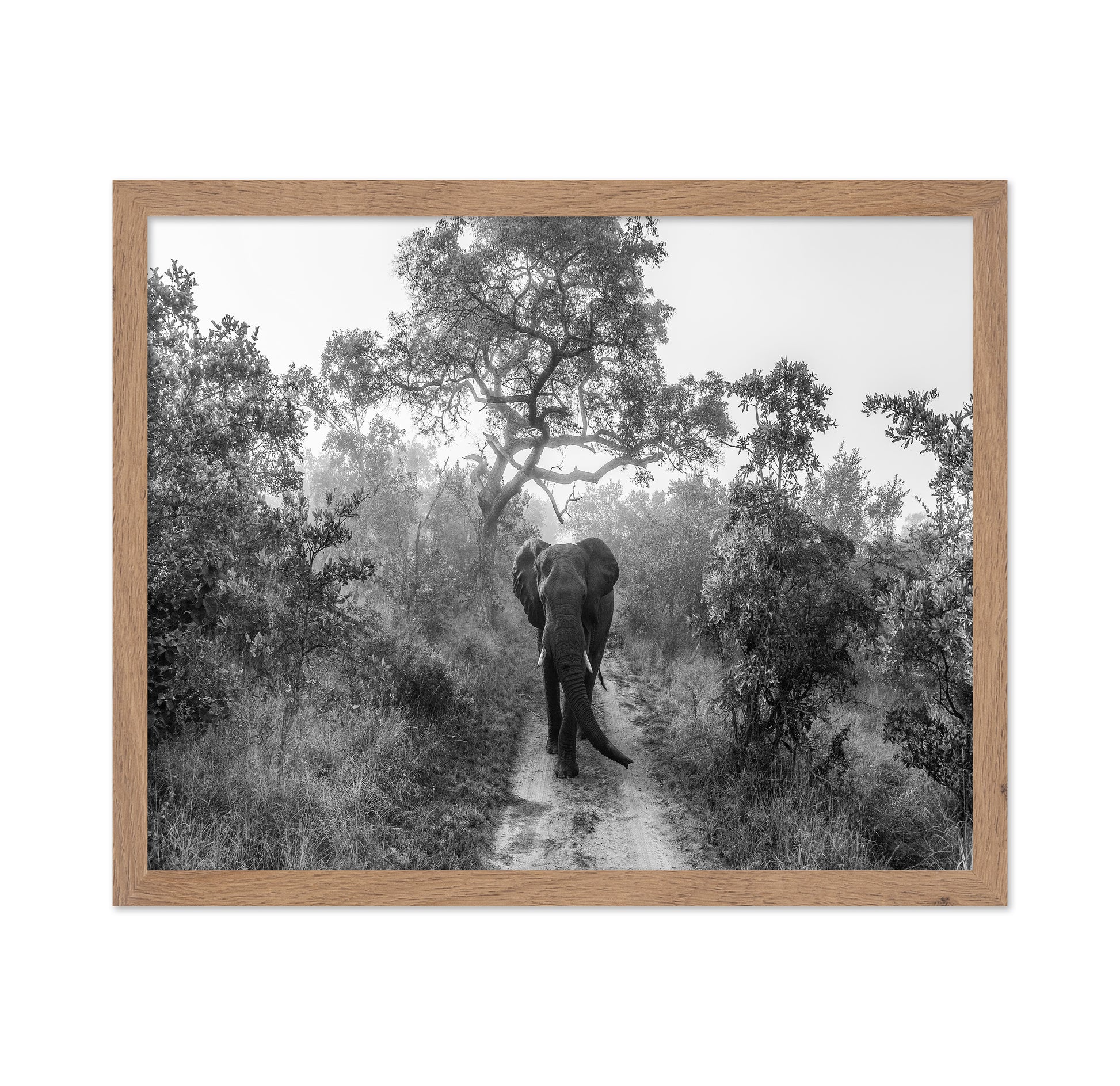 Walking Giant