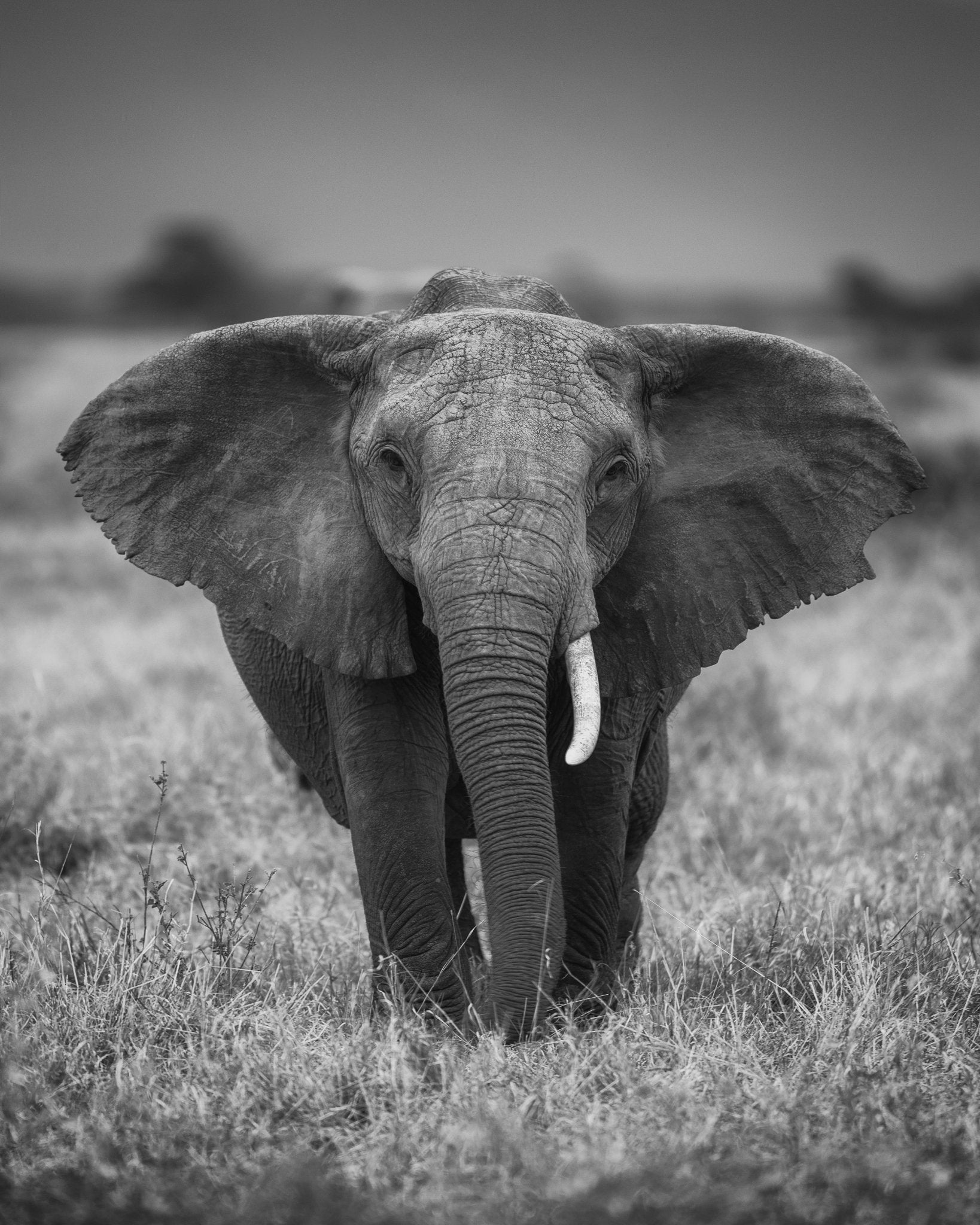 Elephant in the Wild